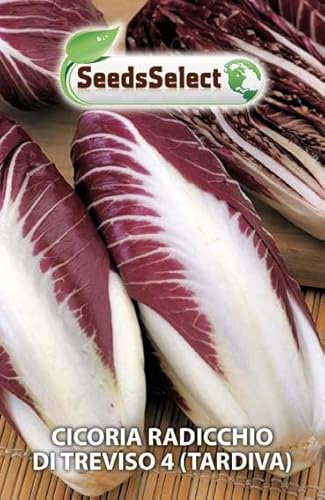 SEMI SEMENTI DI CICORIA RADICCHIO DI TREVISO 4 (TARDIVA)