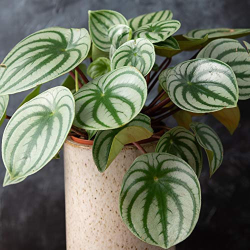Peperomia Argyreia Remarquable | Meilleure Plante d'intérieur (de 15 à 25 cm pot inclus)
