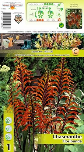 AGRONOM |Chasmanthe - FLORIBUNDA - Bulbes de Fleurs | Plantes Vivaces de Jardin | Bulbes de Fleurs à Planter | Décoration de la Maison | Couleur Mélange | 1 Pièces à Bulbes