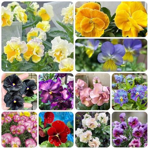 semi di viola del pensiero aiuola, esotiche resistenti di viola del pensiero da balcone, balcone resistenti Decorazione da giardino 200pcs