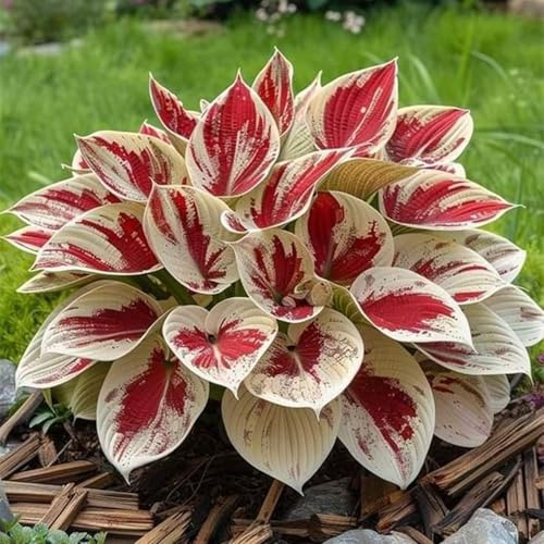 Bulbos de hosta-sistentes al frío y tolerantes a la sombra-Ecologización-4 bulbo