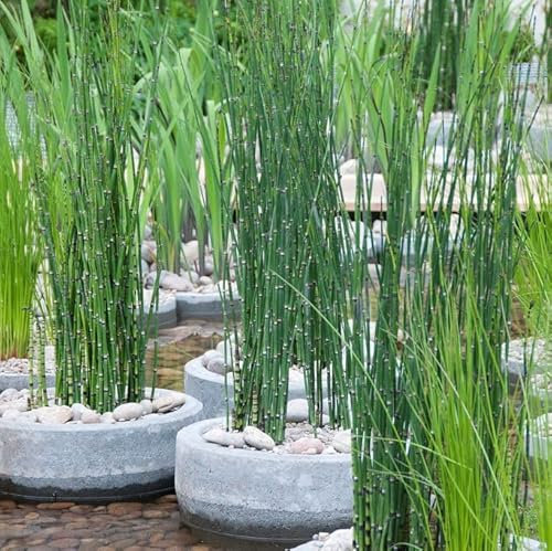 Bloomique - Lot de 6 - Equisetum Japonicum - Prêle du Japon - Plantes de bassin - Plantes aquatiques - Rustique - Hauteur 20-30 cm - Pot 9 cm