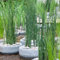 6x Equisetum Japonicum - Pipe creuse japonaise - Facile d'entretien - ⌀9 cm - 20-30 cm