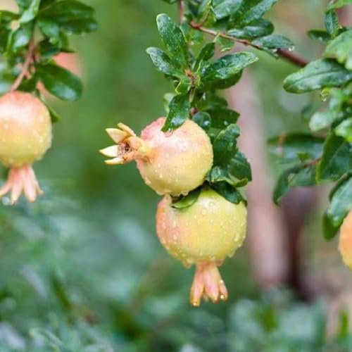 90 pcs granatapfelbaum samen - obst samen balkonpflanzen winterhart granatapfel,punica granatum, frisches obst topfpflanzen draußen winterhart obst frisch gartenarbeit geschenke für