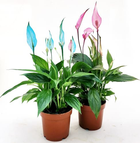 POWERS TO FLOWERS - SPATIFILLO MULTIFLORA COLOR LIFE ROSA e BLU, VASO 12cm DIAMETRO, 2 PIANTE, altezza 30CM, Piante Vere