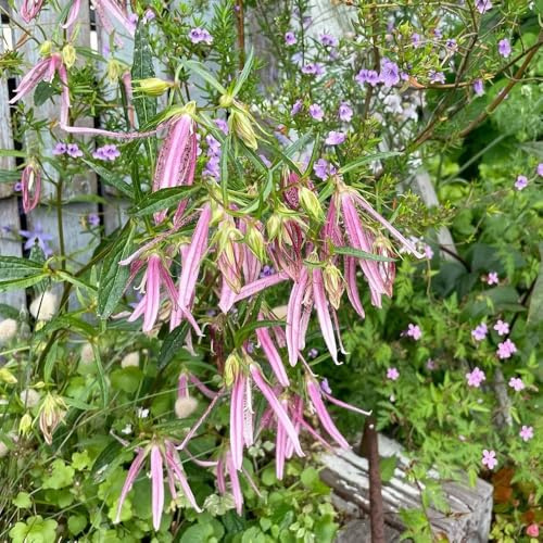 Semillas de campanilla-Campanula Medium,Jardín de,para lugares soleados.semillas de perennes resistentes de balcón 250pcs