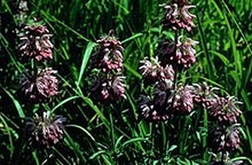 Lemon Mint - Mélisse (Monarda citriodora) - 200 graines