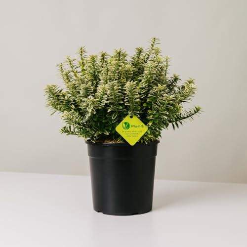 Plantì EUONYMUS JAPONICUS MICROPHYLLUS Arbusto sempreverde da esterno, vaso da 19 cm. Piante vere per giardino e terrazzo con foglie bianche bordate. 6 mesi di concimazione inclusi (Albo).