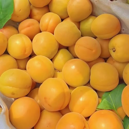 Semillas de albaricoquero, semillas de albaricoque, las son resistentes Prunus armeniaca, semillas de exóticas frutal 12pcs