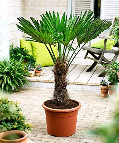 Seltene Trachycarpus Wagnerianus Hanfpalme bis 100 cm Höhe Frosthart bis -19 Grad
