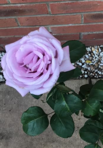 Strong Fragrance- Blue Moon Hybrid Tea Bush Rose, Blue/Lilac/Mauve Blooms 3 Lit Pot