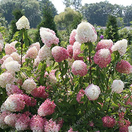 1, violet: Shopvise hortensia Graines jardin 20Pcs / Pack Couleur (Violet)