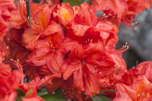 Rhododendron luteum 'Feuerwerk' - Gelbe Azalee, 125-150cm, Duftend, Winterhart, Gartenpflanze