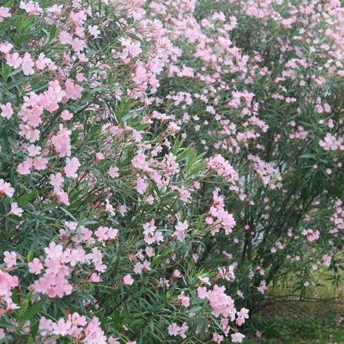 oleander winterhart - samen - Seltene Pflanzen - exotische pflanzen winterhart draußen dekopflanzen balkonpflanzen blumensamen Oleander topf pflanze garden baumsamen gartenpflanzen 35pcs