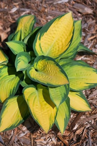 Hosta x fortunei 'Orange Marmalade' 11x11 cm Topf – Winterhart, Mehrjährig, Pflegeleicht – Funkie – Staude für Schattenbeet & Garten
