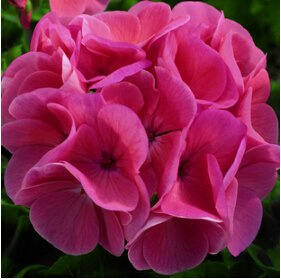 10 piezas semi semi geranio, balcón en Vaso, stagioni di Semina, Fiori impianto FAI da te Colori Misti Bonsai semi