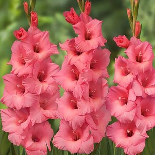 Bombilla de gladiolos,perennes resistentes,de jardín,largo periodo de floración para una Maceta 8pcs