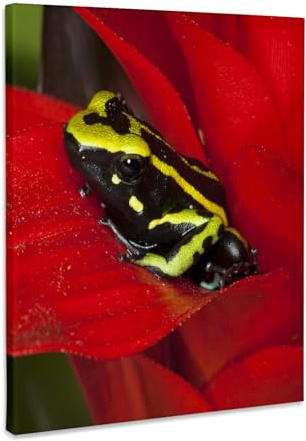 3dRose Amazon Basin, Three-stripe dart frog - NA02 BJA0026 - Jaynes Gallery Museum Grade Canvas Wrap 11x14