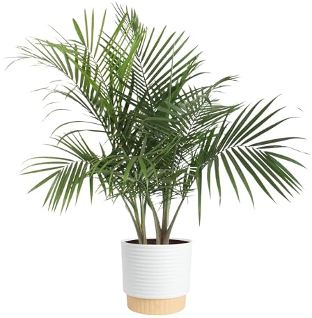 Costa Farms Majesty Palm Live Plant in Decorative Pot, Indoor Houseplant, Perfect for Home, Room, or Office Decor, Great House Warming or Birthday Gift, 3-4 Feet Tall