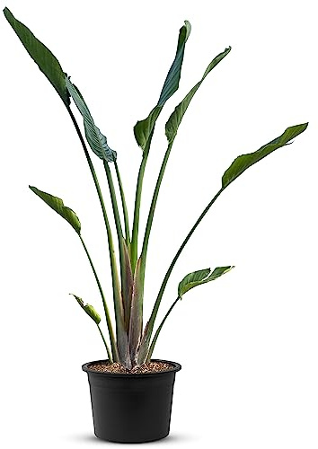 TropicTrees Strelitzia Augusta| Easy-Care Indoor Plant | Exotic Elegance with Remarkable Flowers and Low Maintenance Beauty | Genuine Strelitzia Patio Plant 140-160cm (160cm)