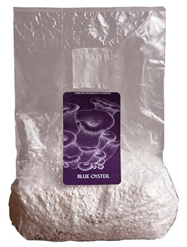 Blue Oyster Grain Spawn by Oakland Mushroom Co. | Organic Rye Berries | Ready to Use | 3 lbs