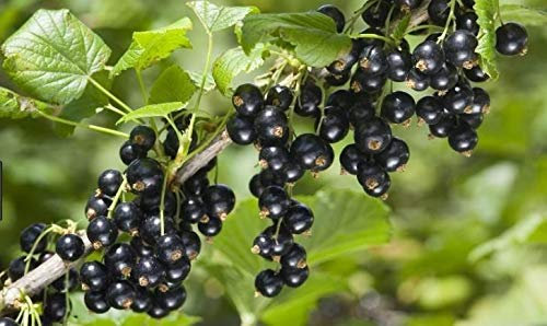 Portal Cool Samen Paket: 3 Black Currant Wellington Xxx Obststräucher, ca. 60 cm hoch, er Roots,