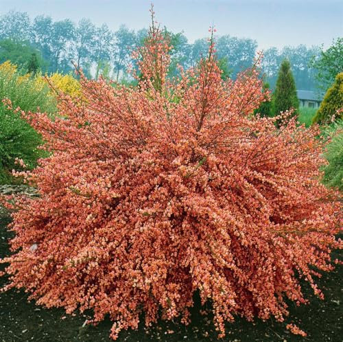 Cytisus scoparius 'Frisia' 60-80 cm - Besenginster, leuchtend gelbe Blüten, Blütezeit April-Juni, ideal für Rabatten, pflegeleicht und winterhart