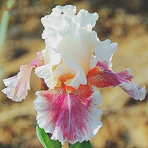 Bulbi iris,Bouquet di fiori carini che ondeggiano al vento,Aggiungi colore alla vita-1,2bulbis