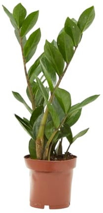 Verdecora Zamioculca en maceta Ø11cm | Zamioculcas zamiifolia | Planta de Interior y Exterior | Hojas Verdes y Brillantes | Fácil cuidado | Ideal para Decoración y Jardinería