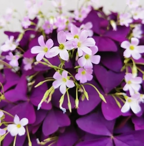 Govixed 20Pcs Bulbos Morados Shamrocks para Plantar, Bulbos Morados Sorrel, Bulbos Oxalis, Bulbos Oxalis Triangularis, Bulbos Florales Buena Suerte Crece en Interior o Exterior