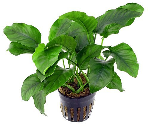 Plantes aquatiques vivantes pour aquarium, plantes d'eau douce Anubias barteri