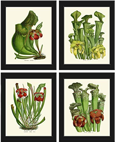 Carnivorous Pitcher Plant Wall Art Home Decor Set of 4 Prints Beautiful Antique Botanical Green Tropical Garden Nature Gift Sceince Flowers Illustration Unframed HOU LoveThePrint