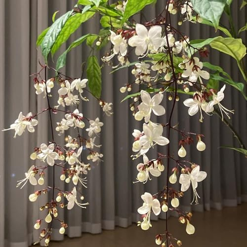 semi di clerodendrum wallichii resistenti all'esterno resistenti di gelsomino to perenni decorazione da giardino per esterni da giardino, 15pcs
