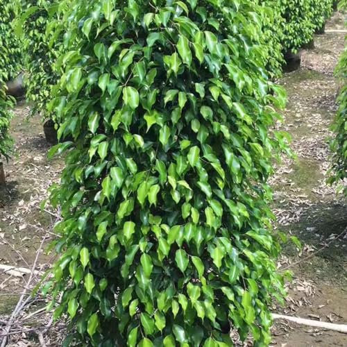 50 pcs birkenfeige samen - Ficus benjamina - winterharte stauden, nachhaltige geschenke für frauen birkenfeige zimmerpflanze bodendecker winterhart mehrjährig, samen geschenk pflanzen