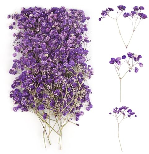 100 stycken slöjkål torkad lila, torkade blommor små, torkade blommor dekoration, pressade blommor för botaniska exemplar, fotoramar, gör-det-själv-ljus