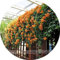 PLAT FIRM KEIM SEEDS: Seltene chinesische orange Feuerranke Stauden Kletterpflanzensamen 5 Samen