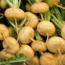 Unusual Rare Heirloom Heritage Turnip Golden Globe 100 Seeds. Certified French Organic Grower
