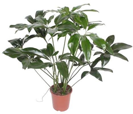 Exotenherz trädvän – Philodendron Green Wonder – 100 cm hög – 24 cm kruka