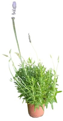 Arbusto de Lavanda Natural Planta Resistente y de Poco Riego