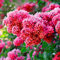 50 Unids Semillas de Lila Perenne Alta Germinación Natural Hermosas Semillas de Flores Decorativas Suministros de Jardín Rojo