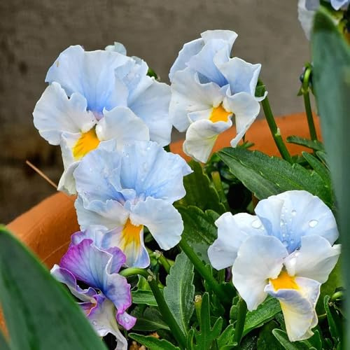 semi di viola del pensiero resistenti - balcone decorazione soggiorno giardino 300pcs