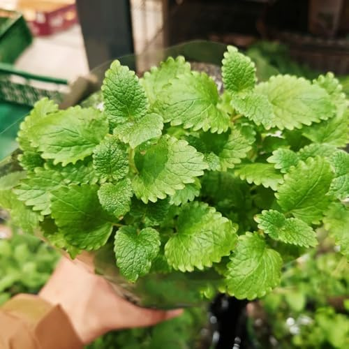 semi di melissa - resistenti giardino balconi biologici perenni decorative 50pcs