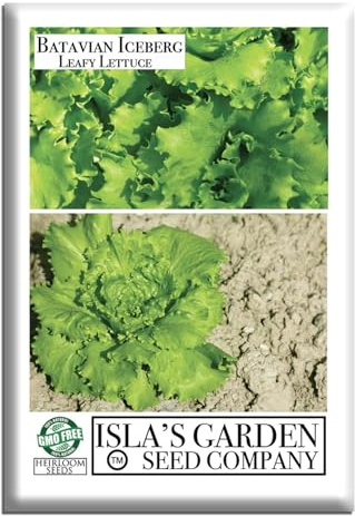 Batavian Leafy Iceberg Lettuce Seeds (Lactuca Sativa) – 5000+ Heirloom Seeds per Packet by Isla’s Garden Seeds, Thick Crunchy Leaves, Reliable Garden Harvest for Salads & Sandwiches