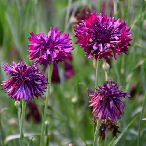 Kornblumen Samen blumenwiese samen kornblumensamen, Centaurea cyanus wildblumensamen herbstaussaat blumensamen geschenk garten samen, pflanzen samen blumen geschenk, bio saatgut 450pcs