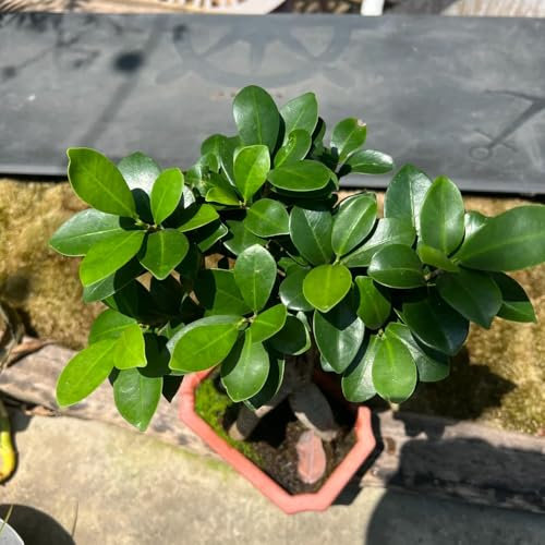 ficus ginseng pflanze samen - pflanzen, winterharte pflanzen für balkon alte sorten, balkonpflanzen zimmerpflanzen echt, outdoor pflanzen bonsai samen, winterharte pflanzen indoor 40pcs