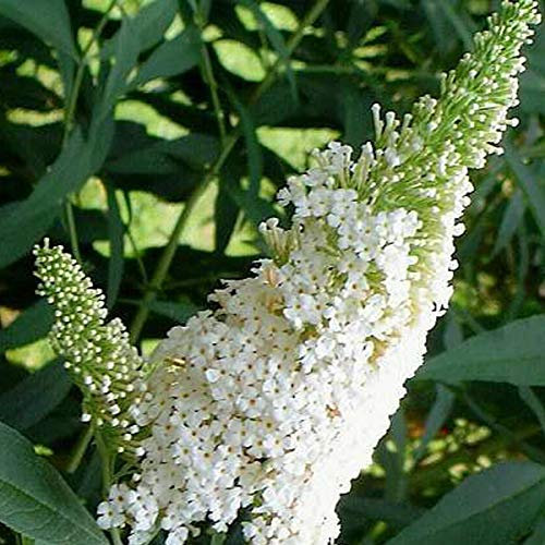 Buddleja Davidii 'White Profusion'- Arbre aux papillons 'White Profusion' 40-60 cm en conteneur