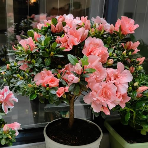 semillas resistentes de azalea - Variedades antiguas orgánicas 300pcs