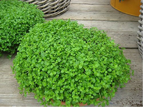 Herb - Mentha requienii - Corsican Mint - Mint Mini - 50 Pelleted Seed