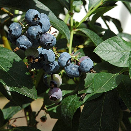 Blueberry Fruit Bush, 1 x Chandler - Easy to Grow - Hardy Shrub - Flowering - Garden - in 1.5 Litre Pot by Thompson & Morgan