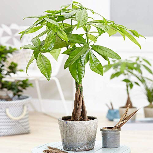 GardenersDream Pachira Aquatica Plant in Pot - Evergreen Money Tree for Home or Office - Live Indoor House Plants - Air Purifying Indoor Plants - Great Gifts for Plant Lovers (25-35 cm)